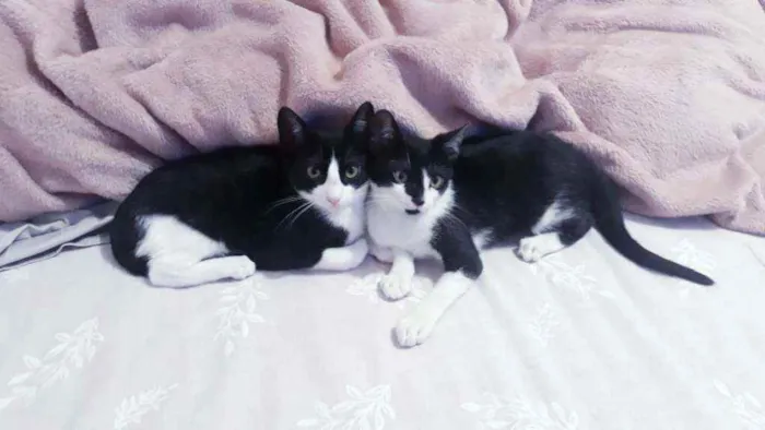 Gato ra a SRD idade 2 a 6 meses nome Cleo e Mogli