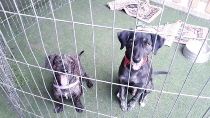 Cachorro ra a SRD idade 1 ano nome Ferrugem e Tião