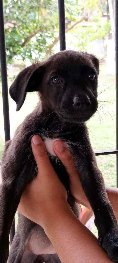 Cachorro ra a  idade Abaixo de 2 meses nome Sem nomes