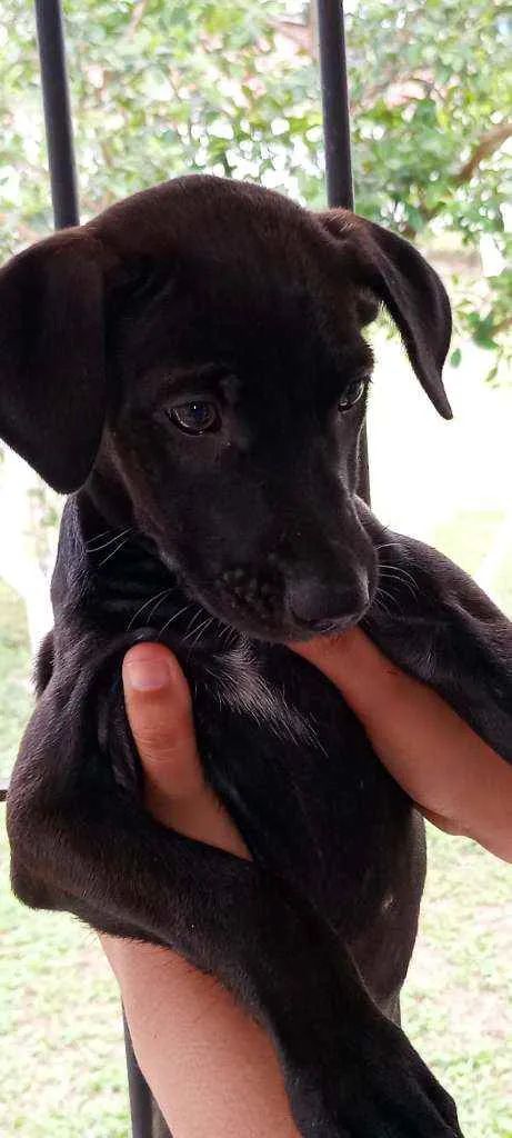 Cachorro ra a  idade Abaixo de 2 meses nome Sem nomes