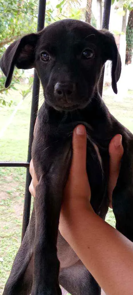 Cachorro ra a  idade Abaixo de 2 meses nome Sem nomes