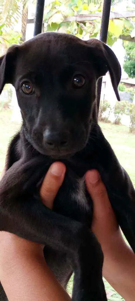 Cachorro ra a  idade Abaixo de 2 meses nome Sem nomes