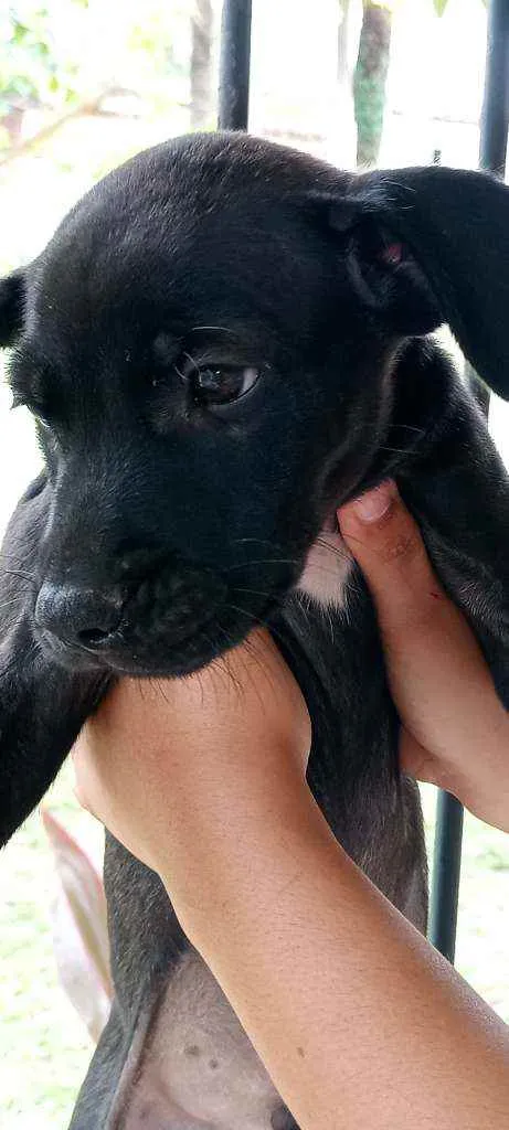 Cachorro ra a  idade Abaixo de 2 meses nome Sem nomes