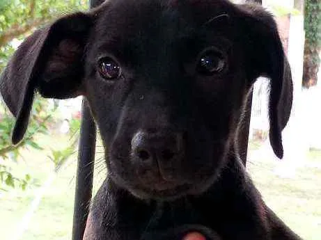 Cachorro ra a  idade Abaixo de 2 meses nome Sem nomes