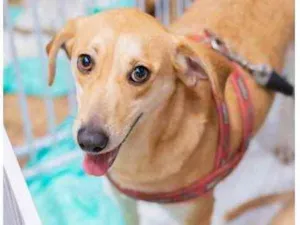 Cachorro raça Srd idade 3 anos nome Mel