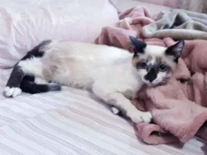 Gato raça SRD idade 2 a 6 meses nome Kurt