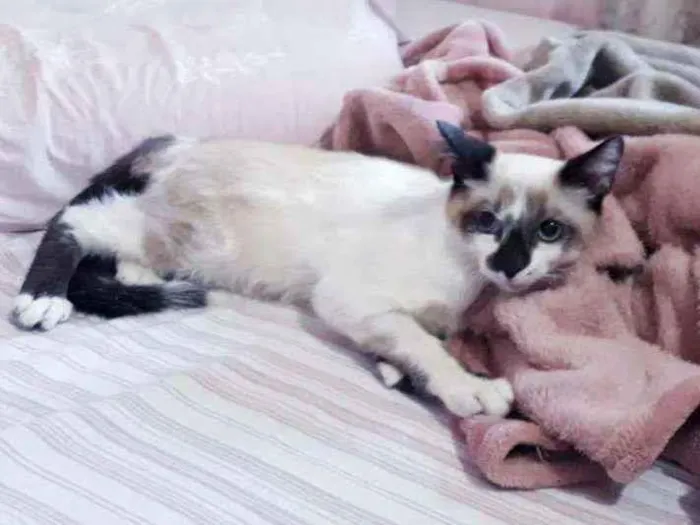 Gato ra a SRD idade 2 a 6 meses nome Kurt