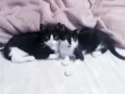 Cleo e Mogli