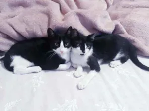 Gato raça SRD idade 2 a 6 meses nome Cleo e Mogli
