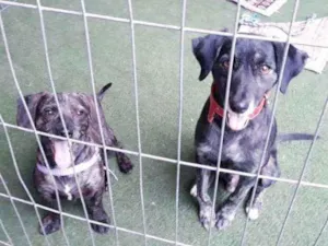 Cachorro raça SRD idade 1 ano nome Ferrugem e Tião