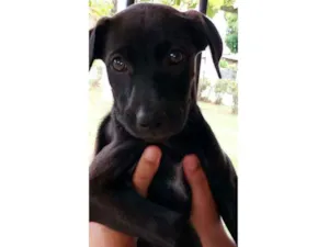 Cachorro raça  idade Abaixo de 2 meses nome Sem nomes