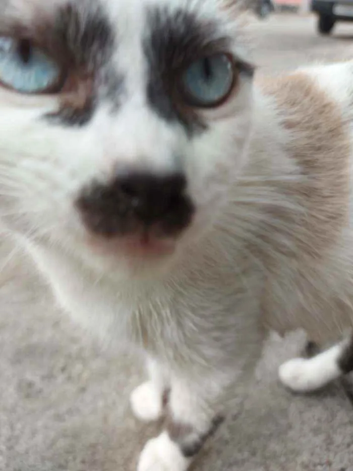 Gato raça Srd idade Abaixo de 2 meses nome Filhotes