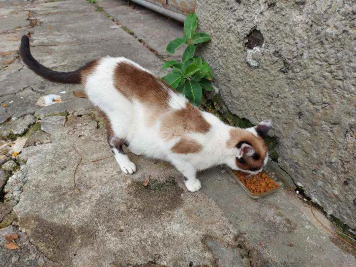 Gato raça Srd idade Abaixo de 2 meses nome Filhotes