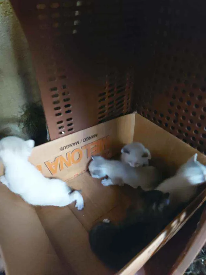 Gato raça Srd idade Abaixo de 2 meses nome Filhotes