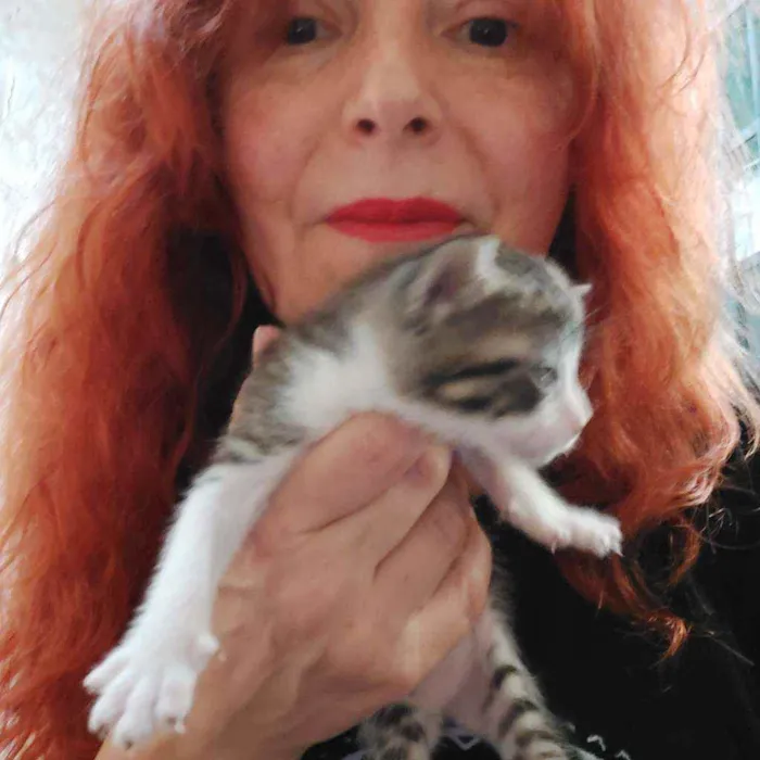 Gato raça Srd idade Abaixo de 2 meses nome Filhotes