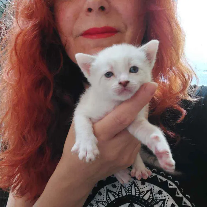 Gato raça Srd idade Abaixo de 2 meses nome Filhotes