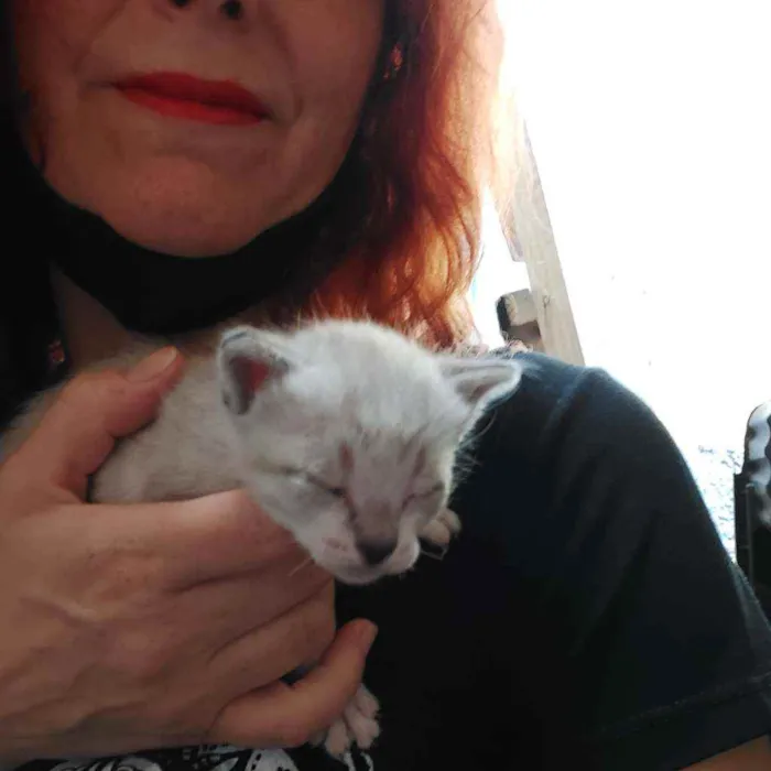 Gato raça Srd idade Abaixo de 2 meses nome Filhotes