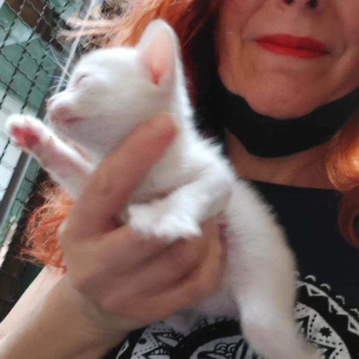 Gato raça Srd idade Abaixo de 2 meses nome Filhotes