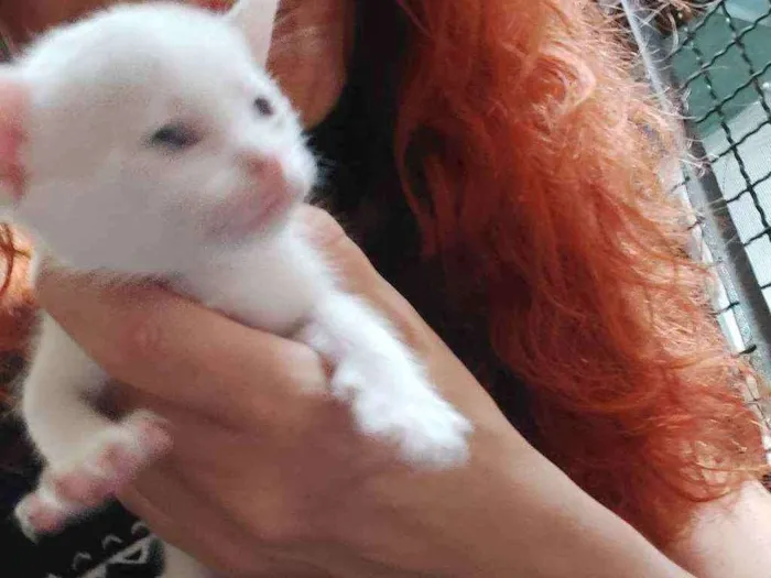 Gato raça Srd idade Abaixo de 2 meses nome Filhotes