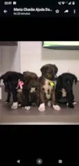 Bebês