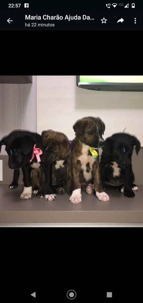 Cachorro ra a Indefinida idade 2 a 6 meses nome Bebês