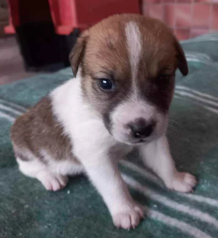Cachorro ra a SRD idade Abaixo de 2 meses nome Phillip