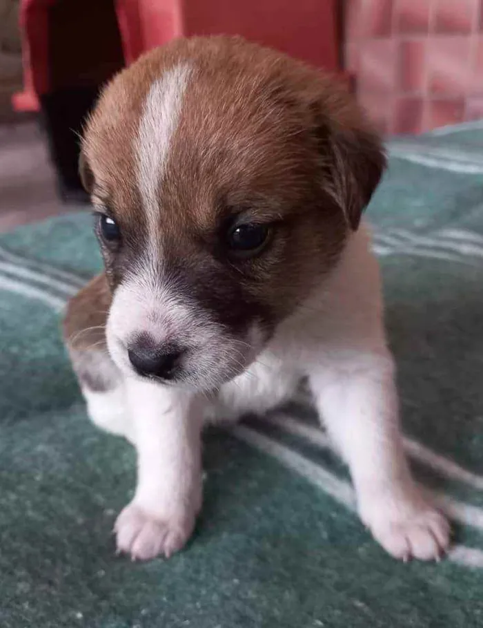 Cachorro ra a SRD idade Abaixo de 2 meses nome Phillip