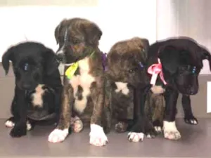 Cachorro raça Indefinida idade 2 a 6 meses nome Bebês