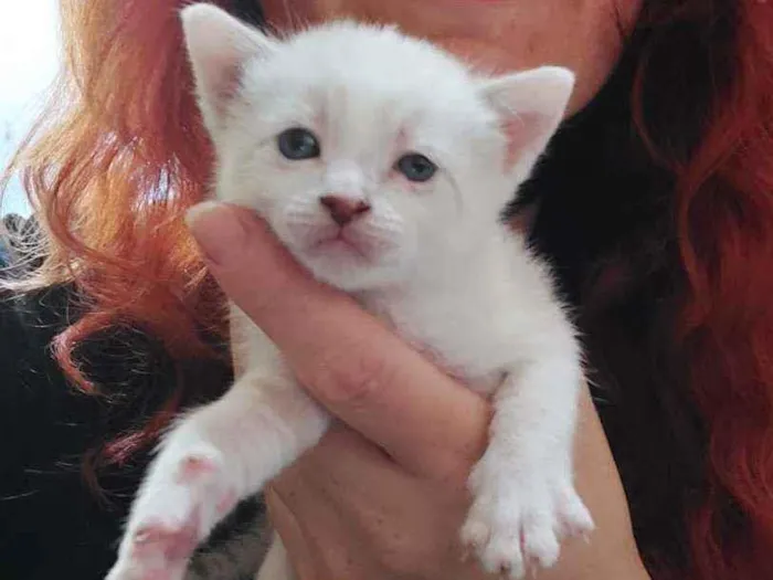 Gato raça Srd idade Abaixo de 2 meses nome Filhotes