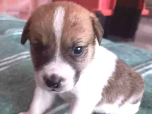 Cachorro raça SRD idade Abaixo de 2 meses nome Phillip
