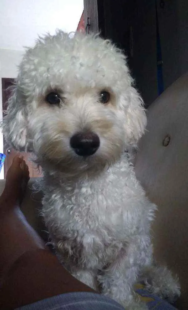 Cachorro raça Poodle idade 3 anos nome Tobby