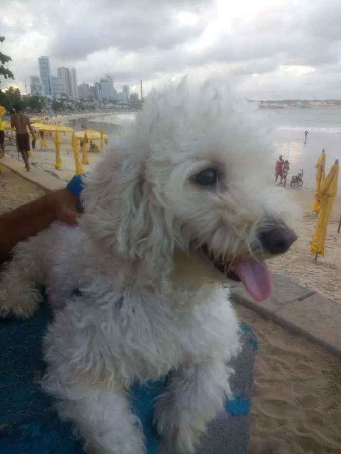Cachorro raça Poodle idade 3 anos nome Tobby