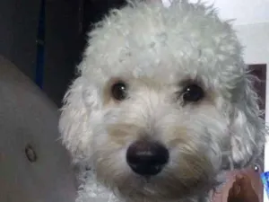 Cachorro raça Poodle idade 3 anos nome Tobby