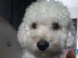 Tobby