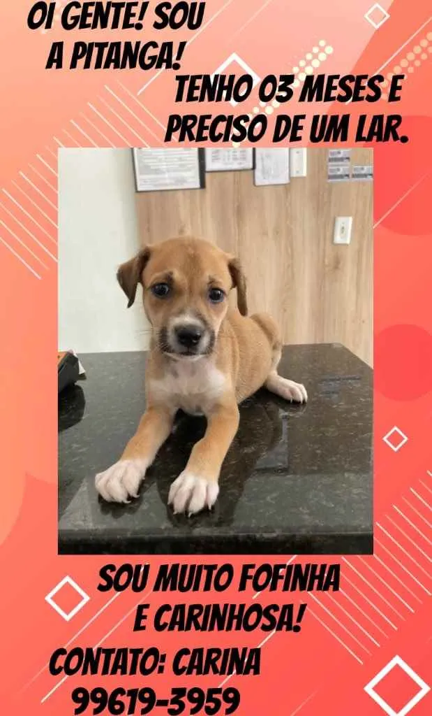 Cachorro ra a Doméstica  idade 2 a 6 meses nome Pitanga 