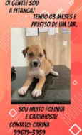 Pitanga