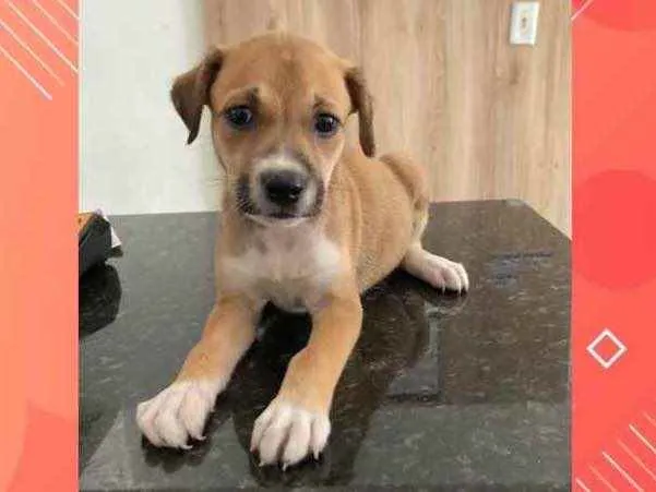 Cachorro ra a Doméstica  idade 2 a 6 meses nome Pitanga 