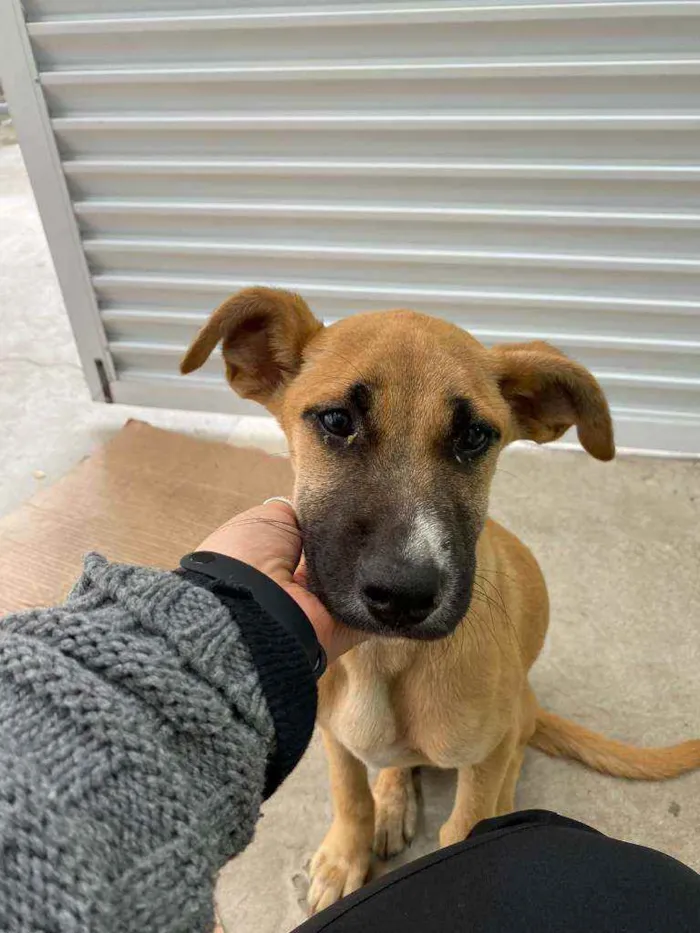 Cachorro ra a SDR idade 2 a 6 meses nome Paçoca