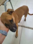 Paçoca