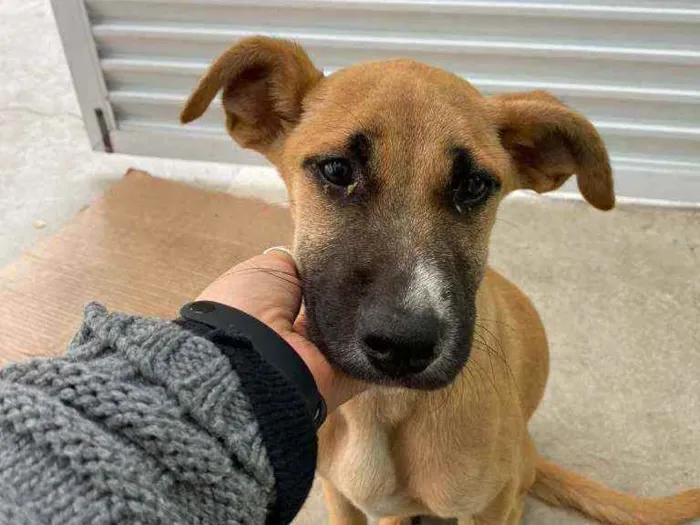 Cachorro ra a SDR idade 2 a 6 meses nome Paçoca