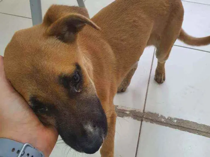 Cachorro ra a SDR idade 2 a 6 meses nome Paçoca