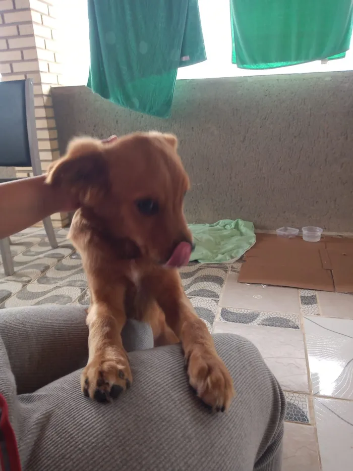 Cachorro ra a Não sei idade 7 a 11 meses nome Não sei