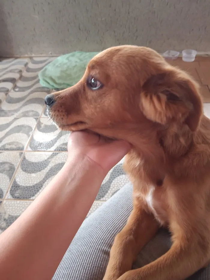Cachorro ra a Não sei idade 7 a 11 meses nome Não sei