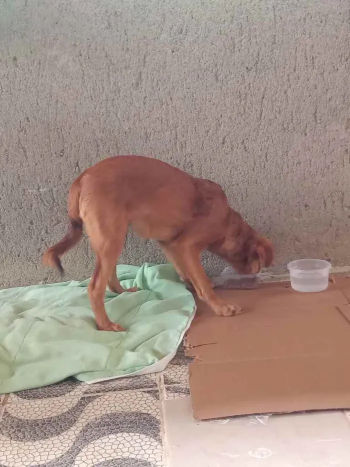 Cachorro ra a Não sei idade 7 a 11 meses nome Não sei