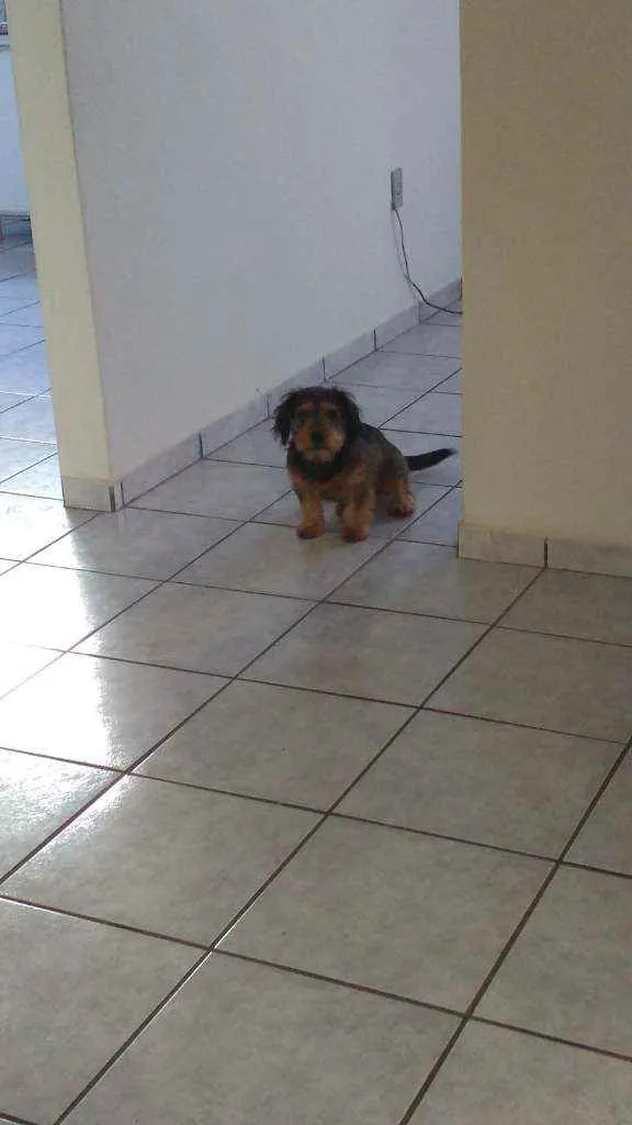 Cachorro raça Mista (salsicha com yorkshire) idade 7 a 11 meses nome Paçoca