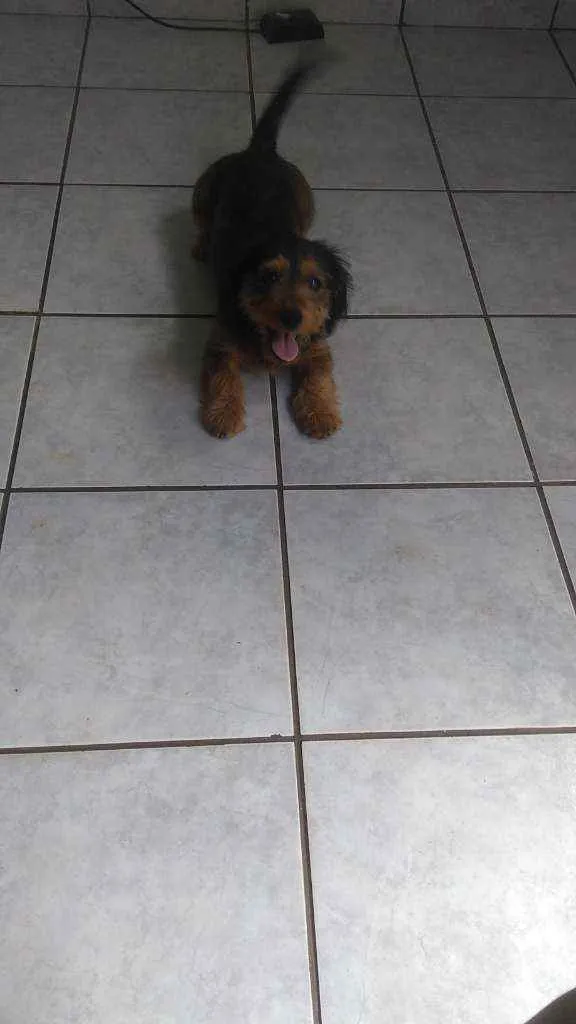 Cachorro raça Mista (salsicha com yorkshire) idade 7 a 11 meses nome Paçoca