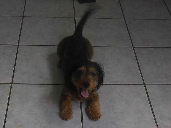 Cachorro raça Mista (salsicha com yorkshire) idade 7 a 11 meses nome Paçoca