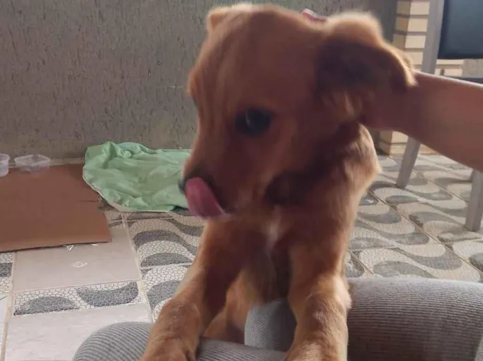 Cachorro ra a Não sei idade 7 a 11 meses nome Não sei