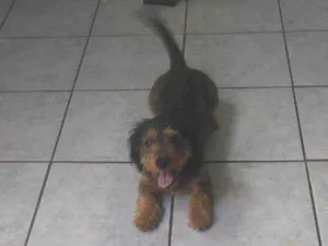 Cachorro raça Mista (salsicha com yorkshire) idade 7 a 11 meses nome Paçoca
