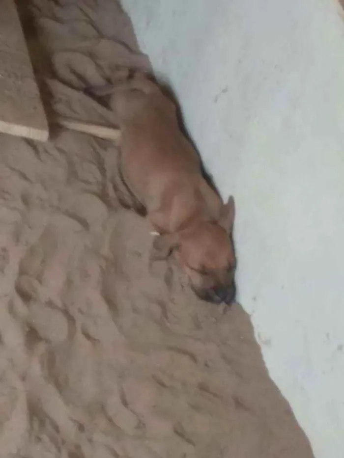 Cachorro ra a SRD idade 2 a 6 meses nome Filhotes